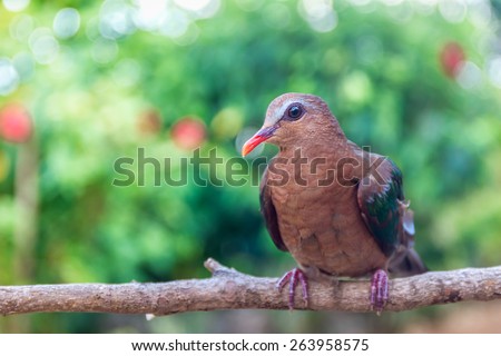 The Common Emerald Dove (Chalcophaps indica) is a pigeon which is a widespread resident breeding bird in the tropical forests