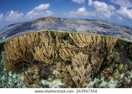 Gorgonians grow in the shallows of Turneffe Atoll off the coast of Belize in the Caribbean Sea. Corals like these feed on planktonic organisms that float in ocean currents. Royalty-Free Stock Photo #263967356