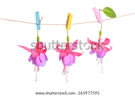 fuchsia flowers handing on rope with clothespin is isolated on white, closeup 