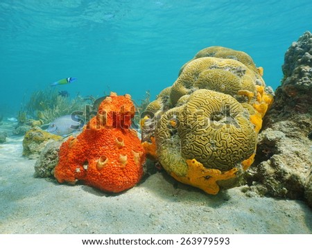 Underwater life, colorful encrusting sponge and brain coral on seabed of the Caribbean sea