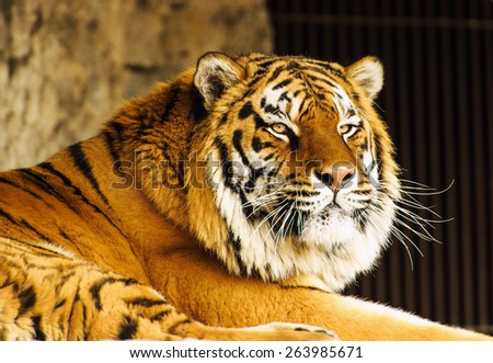 Beautiful amur tiger