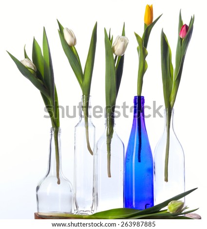 close-up isolated of Tulips in bottles on white background studio