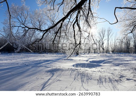 winter landscape frost oaks in sunny frosty morning