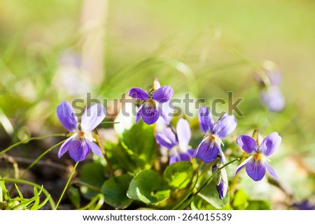Viola odorata - plant with beautiful spring flowers - blue or white
