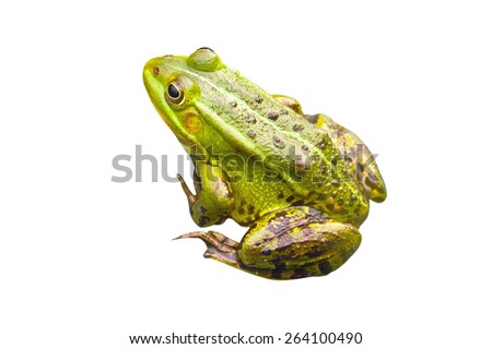 Green frog sitting sideways from behind, on a white background