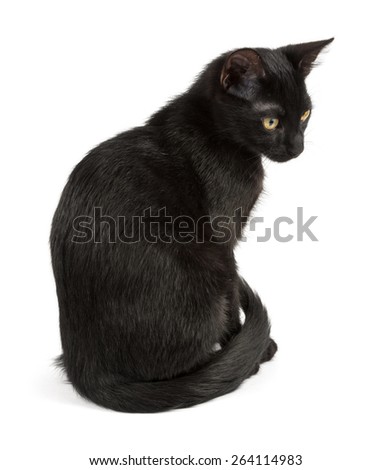 sitting black cat of young age