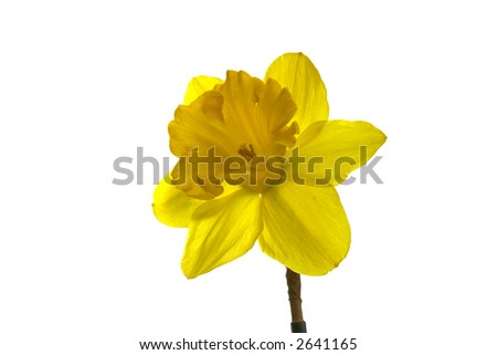 fully isolated daffodil against white background