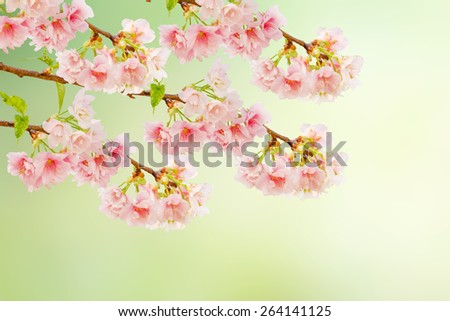 Spring Cherry blossoms (Sakura) in full bloom