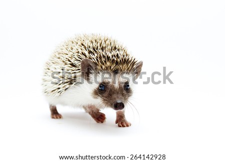 beautiful cute hedgehog baby rodent atelerix albiventris
