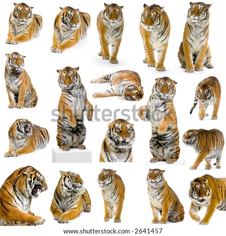 18 studio Shots of tiger in different position, isolated on a white background. All my pictures are taken in a photo studio
