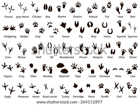 Set of animal and bird trails with name 