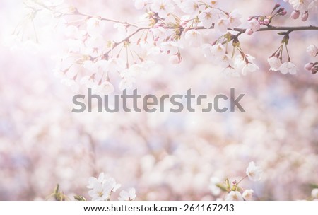 abstract cherry blossom  [Soft focus, Background]
