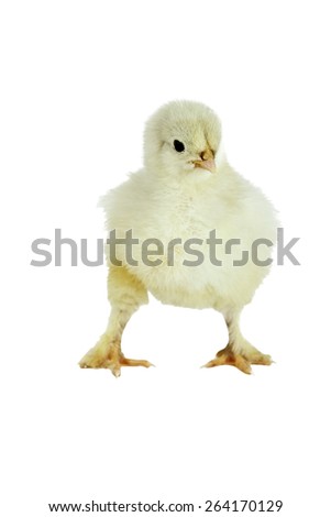 Cochin chick isolated over white.