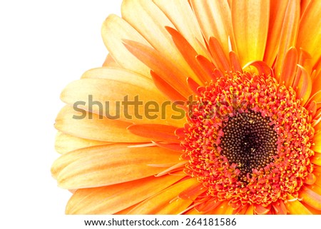 Bright red gerbera flower fragment isolated on white background, macro photo