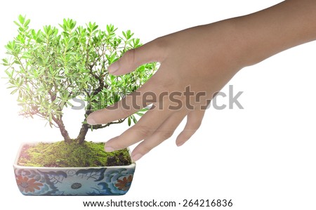 boy hand holding Bonsai tree  isolated on white background.