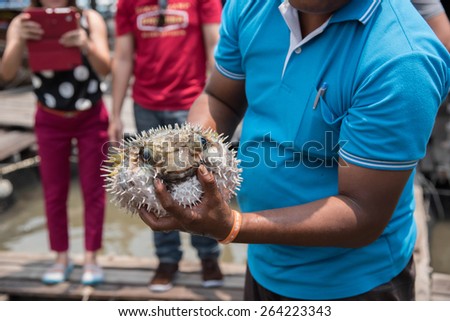 Tourists show puffer fish in the sea, Thailand. Royalty-Free Stock Photo #264223343