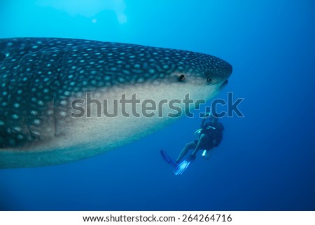 Whale Shark (Rhincodon Typus) and Diver, South Ari Atoll, Maldives