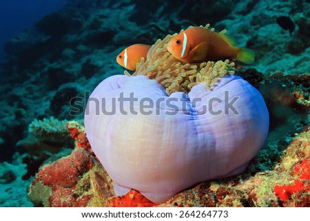 Two Maldives Anemonefish (Amphiprion Nigripes) in an Anemone, South Ari Atoll, Maldives