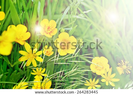 Field flowers buttercup. yellow flower