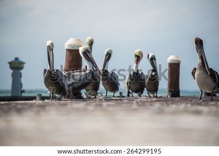 Brown and White Pelicans at a Pier in Holbox Island. Near Cancun.