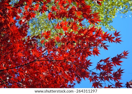 Stock image of fall foliage at Boston  