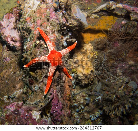 Red Star fish hanging out on the rocks