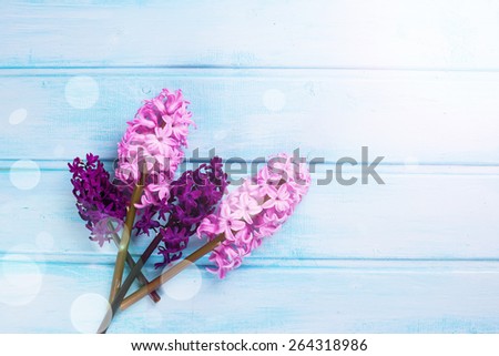 Background with fresh pink, violet  hyacinths in ray of light on blue painted  wooden planks. Selective focus. Place for text.