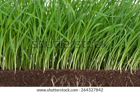 Bright juicy green grass with roots in the organic soil