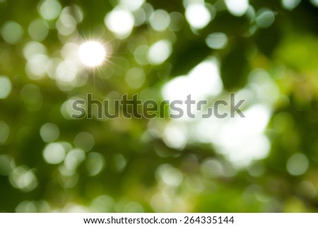 Green bokeh and sun light