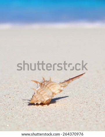 Seashell on the sandy beach at similan island, Phang nga, Thailand