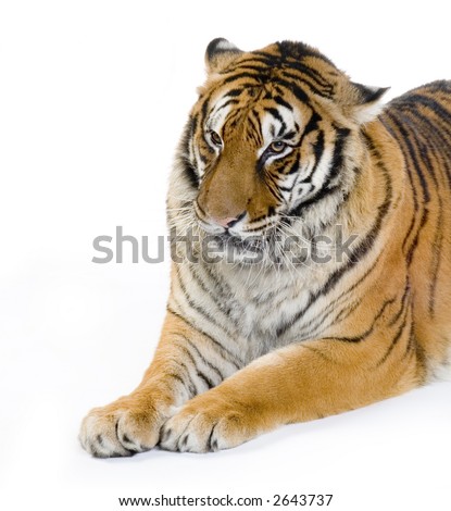 Tiger lying down in front of a white background. All my pictures are taken in a photo studio