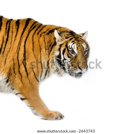 Tiger walking in front of a white background. All my pictures are taken in a photo studio