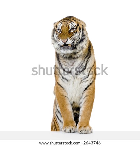 Tiger posing in front of a white background. All my pictures are taken in a photo studio