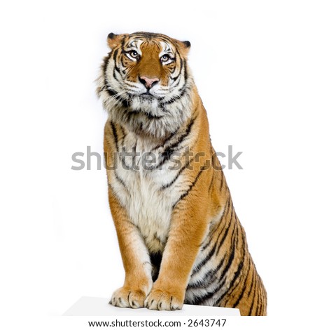 Tiger posing in front of a white background. All my pictures are taken in a photo studio