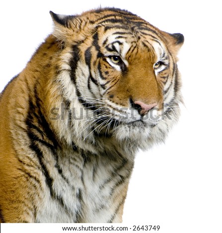 close-up on a Tiger's face in front of a white background. All my pictures are taken in a photo studio
