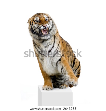 Tiger sitting in front of a white background. All my pictures are taken in a photo studio