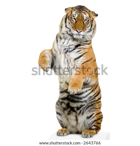 Tiger standing up lying down in front of a white background. All my pictures are taken in a photo studio