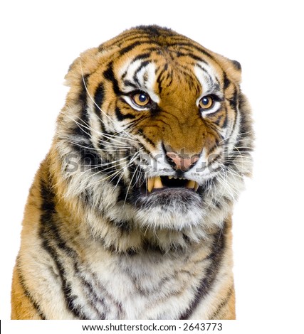 Tiger's Snarling in front of a white background. All my pictures are taken in a photo studio