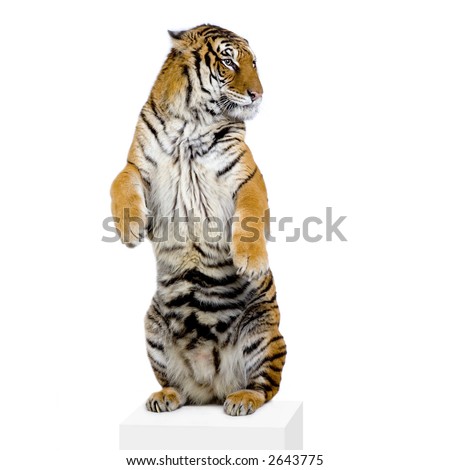 Tiger standing up lying down in front of a white background. All my pictures are taken in a photo studio