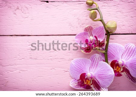 Orchid flower on the wooden background.