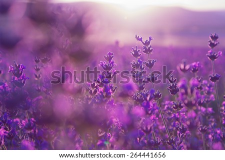 blurred summer background of lavender flowers Royalty-Free Stock Photo #264441656