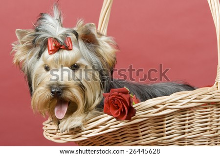 Yorkshire terrier on red background. Picture was taken in studio.