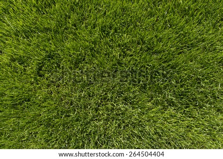 Closeup Of Grass