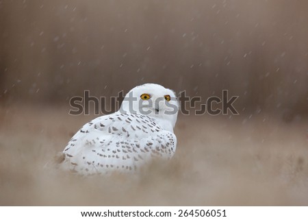 Bird snowy owl with yellow eyes sitting in grass, scene with clear foreground and background.