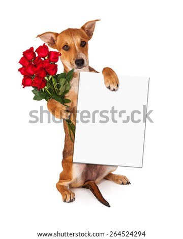 A cute little yellow crossbreed puppy sitting up while holding a dozen red roses and a blank white sign to enter your message onto