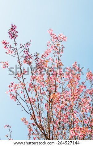 Wild Himalayan Cherry with Blue Sky, Thailand.