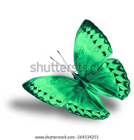 Beautiful flying light green butterfly, Cambodian Junglequeen in fancy color isolated on white background with soft shadow