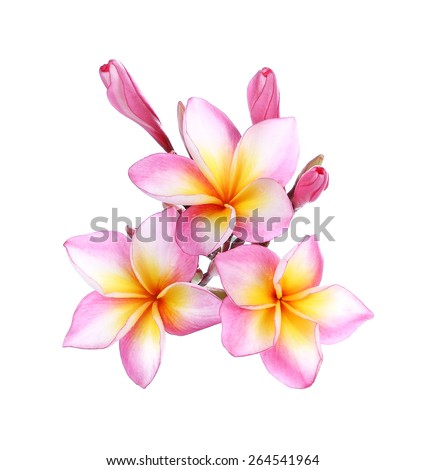 pink frangipani, plumeria flower isolated on white background.