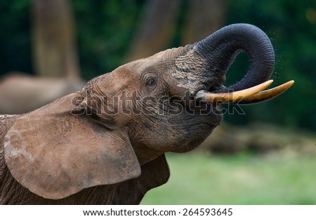 Portrait of the forest elephant. Jungle. Rare picture. An excellent illustration. The Central African Republic.
