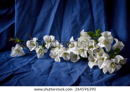 White Bougainvillea flowers put on blue cloth, still life image dark tone